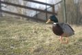 Free Duck Shallow Depth Royalty Free Stock Photos - 540818