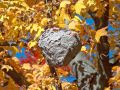 Free Hornet Nest Stock Photography - 541812