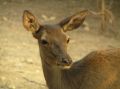 Free Deer Stock Images - 542654