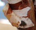 Free Peeling Stock Images - 544444