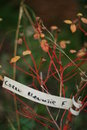 Free Tagged Shrub Royalty Free Stock Photography - 545777