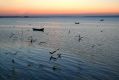 Free Dinner Of The Seagulls Stock Images - 546534