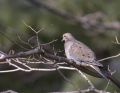 Free Mourning Dove Perched On A Branch Stock Photos - 547153