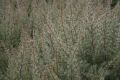 Free Shrub Backdrop Stock Photos - 548623