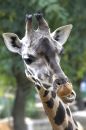 Free Giraffe Stock Image - 549441