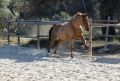 Free Horse Stock Images - 549454