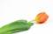 Free Tulip Stock Photo - 540520