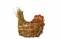 Free Chicken - Side View Stock Photography - 544572