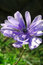 Free Purple Flower Swaying In Wind Stock Images - 546364