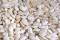 Free Seeds Royalty Free Stock Photography - 547767