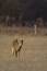 Free Whitetail Buck Sniffs The Air Royalty Free Stock Image - 548866