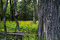 Free View Into The Forest Stock Image - 5400811