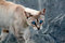 Free Curious Cat Stock Photography - 5402242