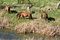 Free Horses By Creek Stock Photos - 5403343