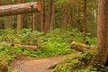 Free Trail In Old Growth Forest Royalty Free Stock Image - 5411166