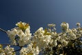 Free Cherry Blossom Stock Images - 5416574