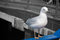 Free Close Up Of A Seagull Royalty Free Stock Image - 5413436