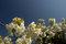 Free Cherry Blossom Stock Images - 5416574
