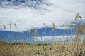 Free Fields Of Gold Stock Photo - 5423820
