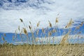 Free Fields Of Gold Royalty Free Stock Photography - 5423827