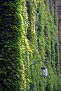 Free Green Leaves Wall Royalty Free Stock Photos - 5426818