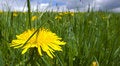 Free Dandelion Meadow Stock Photos - 5428203