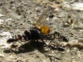 Free Death Of A Fly Royalty Free Stock Photography - 5429917
