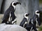 Free African Penguins Stock Images - 5423224