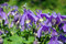 Free The Violet Flowers. Royalty Free Stock Photography - 5423907
