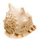 Free Pacific Snail Hat-shaped Royalty Free Stock Photo - 5428235