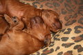 Free Two Puppy Royalty Free Stock Images - 5430199