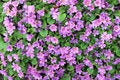 Free Pink Shrub Royalty Free Stock Photo - 5437875
