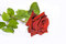 Free The Rose Stock Images - 5431434