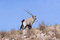 Free Gemsbok Stock Image - 5432301
