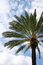Free Palmtree And Sky Stock Image - 5432791