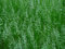 Free Fresh Grass Royalty Free Stock Image - 5433006