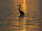 Free Blue Heron Stock Photo - 5433100
