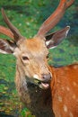 Free Deer Royalty Free Stock Photos - 5442098