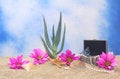 Free Jewelry And Aloe Stock Images - 5442464