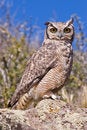 Free Great Horned Owl Stock Photography - 5449982