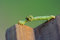 Free Inchworm With Parasitoids Royalty Free Stock Photo - 5444645