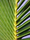 Free Palm Frond Stock Photo - 5450050