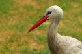 Free Stork Stock Images - 5453504