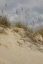 Free Sand Dune And Sea Oats Stock Images - 5454614
