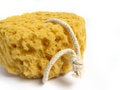 Free A Natural Wild Sponge Stock Photography - 5456612