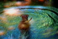 Free Psychedelic Swim Stock Photo - 5457370