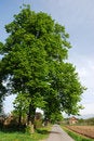 Free The Village Tree Royalty Free Stock Photos - 5457788