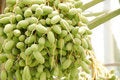 Free Date Fruit Stock Image - 5459491