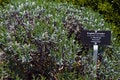 Free English Lavender Stock Photo - 5459800