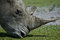 Free Rhinoceros Royalty Free Stock Image - 5452926